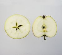 Finkenwerder Herbstprinz